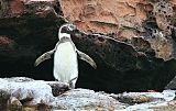 Humboldt Penguinborder=